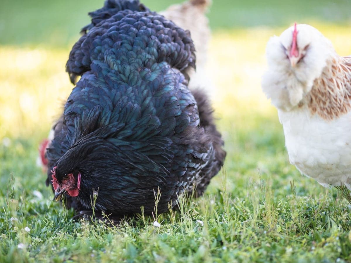 Backyard chickens & coop gear — Chickens & Coops