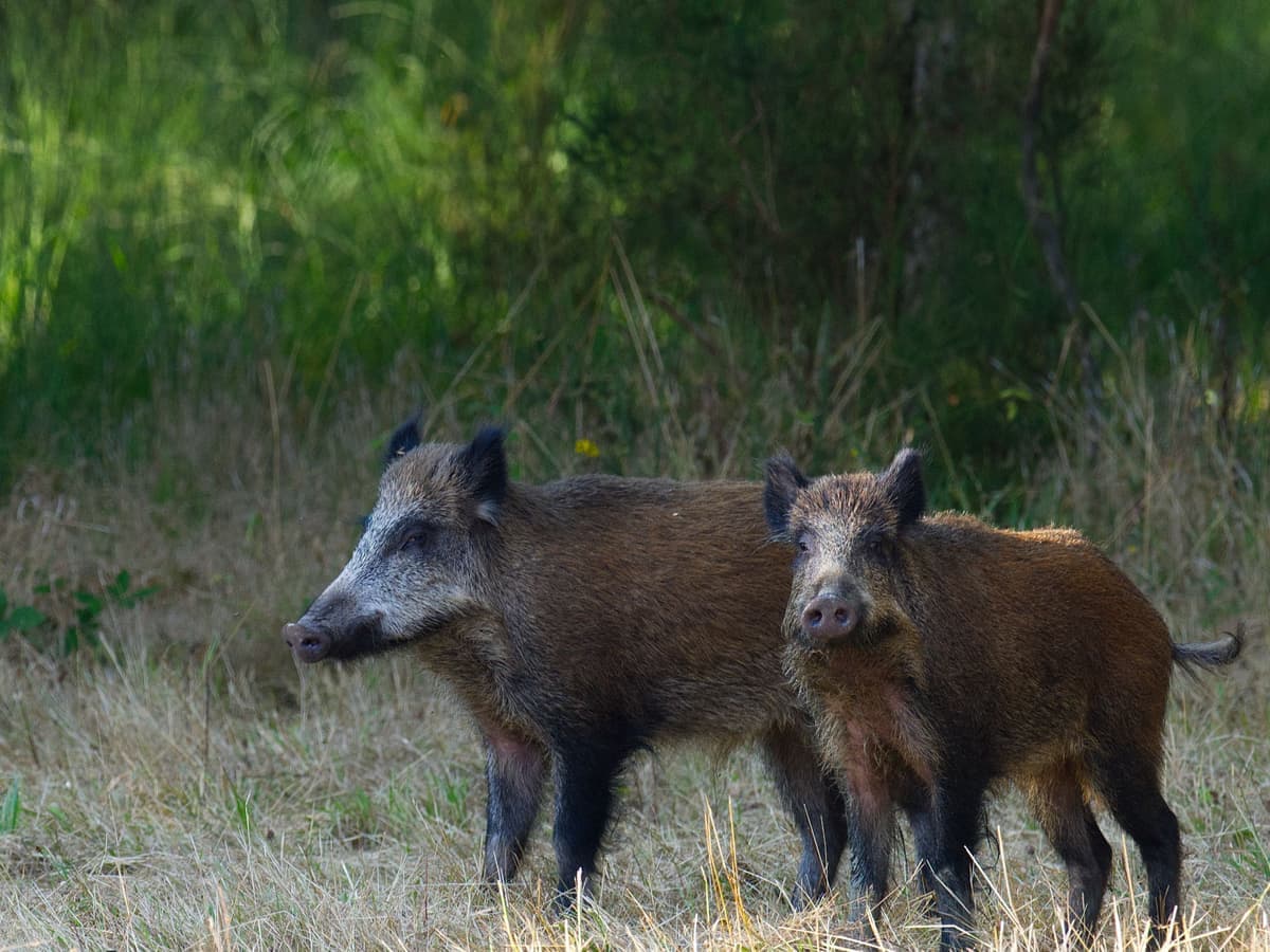 A wild boar rooting in dry woodland — Sounder & Scope, hog & night hunting gear