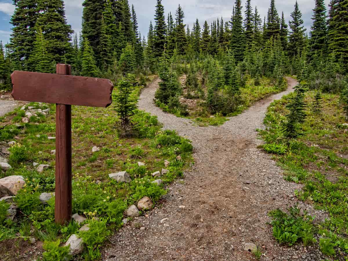 A wooden signpost at a fork in a forest trail